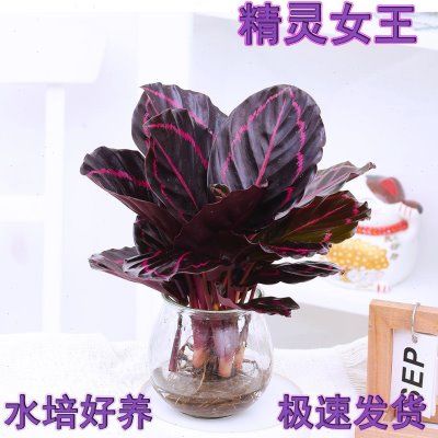 植物精灵 攻略-精灵女王水培植物怎么养殖？